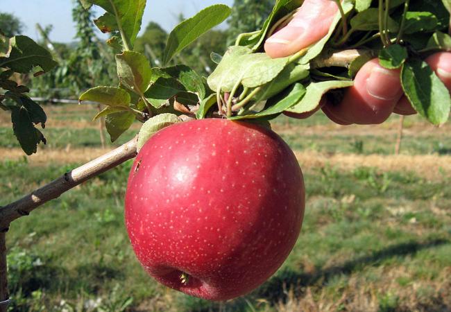 apple growers