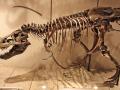 A dino named Sue