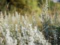 Prairie grass