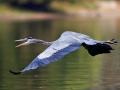 Great blue heron