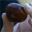 A conker
