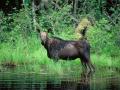 A moose near the BWCA