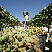 A worker picks grapes at a vineyard in Jerez, Spain, to make sherry.