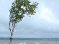 Tree bending
