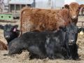 Cows