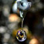 A drop of sap fall from a tap in a maple tree