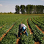 A Mexican migrant worker picking spinach.