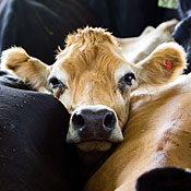 Cows on Kevin van der Poel's dairy farm in Southwest Missouri.