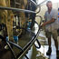 Kevin van der Poel checks cows on milking carousel