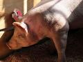 H1N1 Flu Vaccine in Pigs