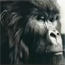 An emotional gorilla in a Cadbury ad