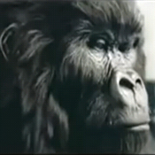 An emotional gorilla in a Cadbury ad 
