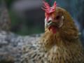 Urban chickens