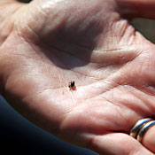 A mountain pine beetle.