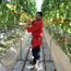 A worker at Houweling Nurseries Oxnard