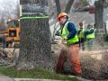 Cutting ash trees