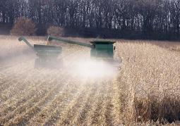Harvesting corn