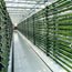 Tubes in which algae is grown.