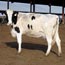 A cow at the Vintage Dairy in Riverdale, Calif.