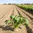 A sugar beet