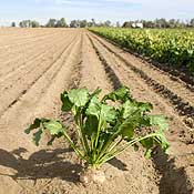 A sugar beet 