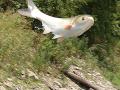 Asian carp