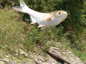 Asian carp