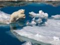 Polar bear