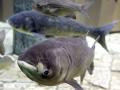 Bighead carp