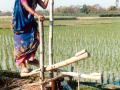 Indian woman on a treadle pump