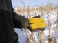 Unharvested corn