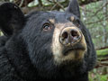 Lily, the black bear