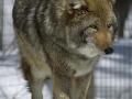 Coyote