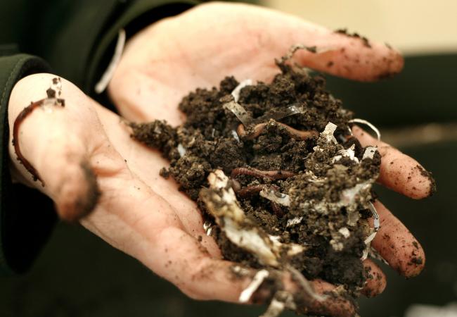 Images Of Earthworms. earthworms from compost.