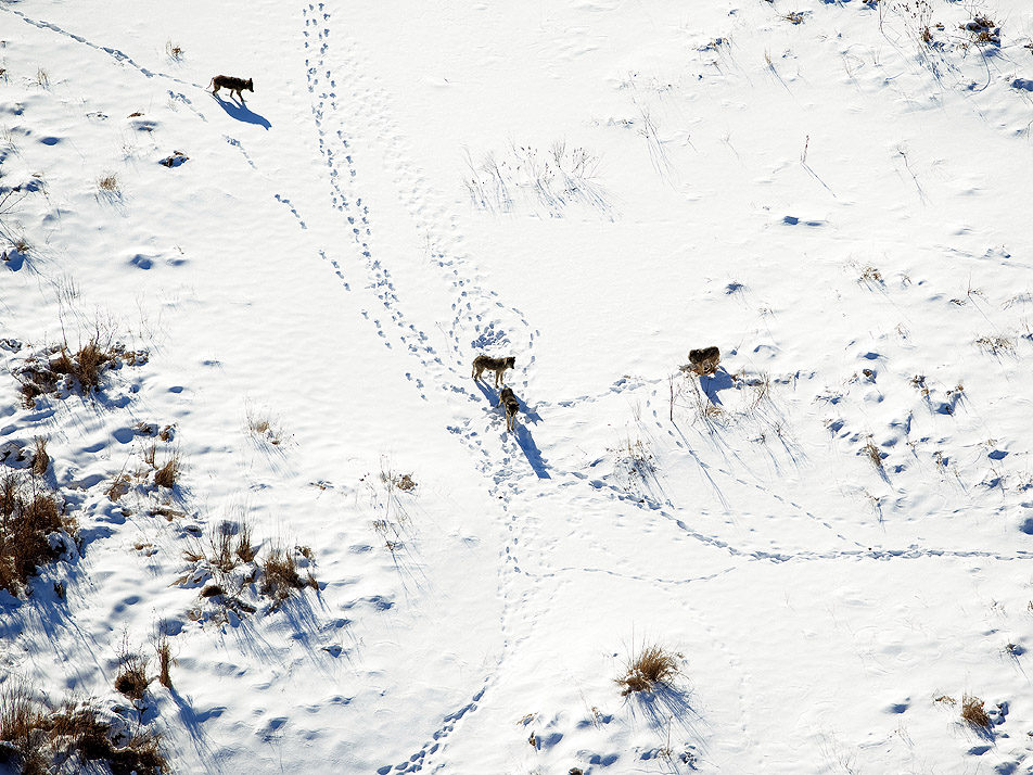 Wilderness wolves