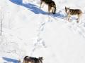 Wolves