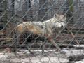 Mexican gray wolf