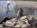 Cleaning up the fish