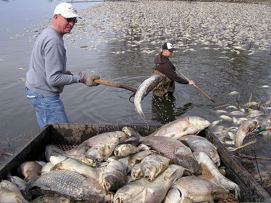 Cleaning up the fish