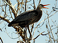 Great blue heron