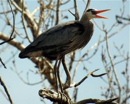 Larger view