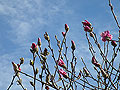 Spring emerges in St. Paul