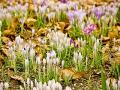 Crocuses