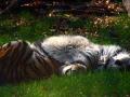 Amur tiger