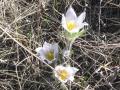 Prairie flower