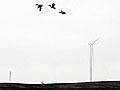 Ducks and turbine