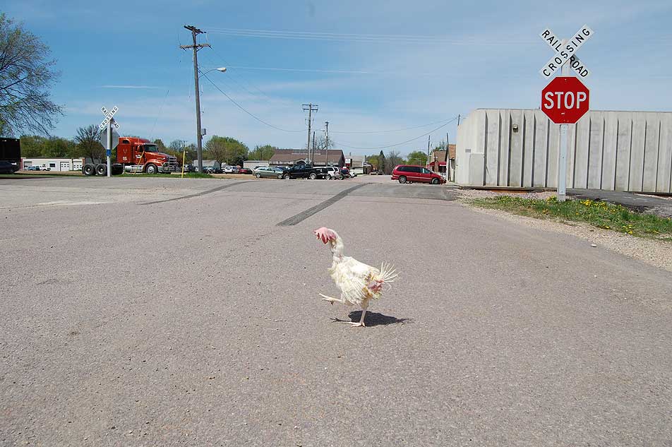 Stray chicken