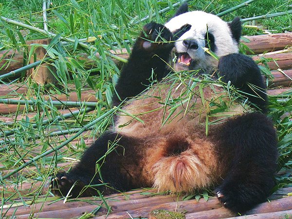 pandas eating bamboo. is off to Panda country in