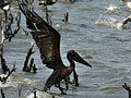 Oil-covered pelican