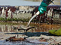 Shoveling oil sludge